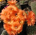 oranžna Sobne Rastline Arašidovo Kaktus, Chamaecereus fotografija, gojenje in opis, značilnosti in rast