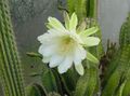 bijela Sobne biljke Peruanski Jabuka pustinjski kaktus, Cereus Foto, uzgajanje i opis, karakteristike i uzgoj