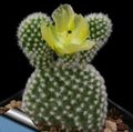 Foto Plod Kaktusa Za Jelo  opis, karakteristike i uzgoj