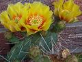 sárga Szobanövények Fügekaktusz, Opuntia fénykép, termesztés és leírás, jellemzők és növekvő