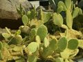 sárga Szobanövények Fügekaktusz, Opuntia fénykép, termesztés és leírás, jellemzők és növekvő