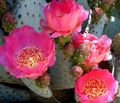рожевий Кімнатні Рослини Опунция пустельний кактус, Opuntia Фото, вирощування і опис, характеристика і зростаючий