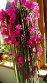 rózsaszín Szobanövények Patkányfarok Kaktusz, Aporocactus fénykép, termesztés és leírás, jellemzők és növekvő
