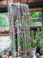粉红色 室内植物 鼠尾仙人掌 木仙人掌, Aporocactus 照, 养殖 和 描述, 特点 和 成长