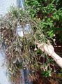 білий Кімнатні Рослини Ріпсаліс лісової кактус, Rhipsalis Фото, вирощування і опис, характеристика і зростаючий