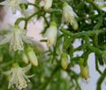 білий Кімнатні Рослини Ріпсаліс лісової кактус, Rhipsalis Фото, вирощування і опис, характеристика і зростаючий