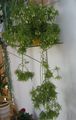 白 室内植物 Rhipsalis 木仙人掌 照, 养殖 和 描述, 特点 和 成长