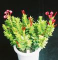 red Indoor Plants Rochea succulent Photo, cultivation and description, characteristics and growing