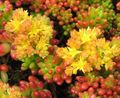 gul Innendørs Planter Sedum saftige Bilde, dyrking og beskrivelse, kjennetegn og voksende