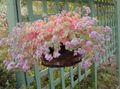 rosa Innendørs Planter Sedum saftige Bilde, dyrking og beskrivelse, kjennetegn og voksende