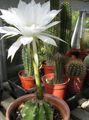 hvit Innendørs Planter Tistel Kloden, Lommelykt Kaktus, Echinopsis Bilde, dyrking og beskrivelse, kjennetegn og voksende