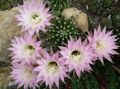 rózsaszín Szobanövények Bogáncs Földgolyó, Fáklya Kaktusz, Echinopsis fénykép, termesztés és leírás, jellemzők és növekvő