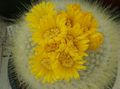 gul Innendørs Planter Tom Thumb ørken kaktus, Parodia Bilde, dyrking og beskrivelse, kjennetegn og voksende