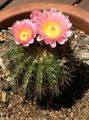 rosa Innendørs Planter Tom Thumb ørken kaktus, Parodia Bilde, dyrking og beskrivelse, kjennetegn og voksende