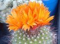 narancs Szobanövények Hüvelyk Matyi sivatagi kaktusz, Parodia fénykép, termesztés és leírás, jellemzők és növekvő