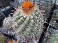 orange Innendørs Planter Tom Thumb ørken kaktus, Parodia Bilde, dyrking og beskrivelse, kjennetegn og voksende