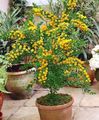 sárga Beltéri Virágok Akác cserje, Acacia fénykép, termesztés és leírás, jellemzők és növekvő