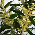 sárga Beltéri Virágok Akác cserje, Acacia fénykép, termesztés és leírás, jellemzők és növekvő