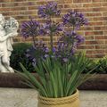 紫 楼花 非洲蓝百合 草本植物, Agapanthus umbellatus 照, 养殖 和 描述, 特点 和 成长