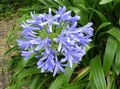 világoskék Beltéri Virágok Afro Kék Liliom lágyszárú növény, Agapanthus umbellatus fénykép, termesztés és leírás, jellemzők és növekvő