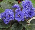 tumši zils Iekštelpu ziedi Āfrikas Violets zālaugu augs, Saintpaulia Foto, audzēšana un apraksts, raksturlielumi un augošs