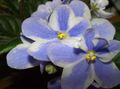 gaiši zils Iekštelpu ziedi Āfrikas Violets zālaugu augs, Saintpaulia Foto, audzēšana un apraksts, raksturlielumi un augošs