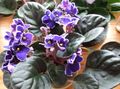 purpurs Iekštelpu ziedi Āfrikas Violets zālaugu augs, Saintpaulia Foto, audzēšana un apraksts, raksturlielumi un augošs