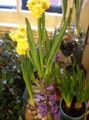 sárga Beltéri Virágok Amarillisz lágyszárú növény, Hippeastrum fénykép, termesztés és leírás, jellemzők és növekvő