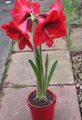 piros Beltéri Virágok Amarillisz lágyszárú növény, Hippeastrum fénykép, termesztés és leírás, jellemzők és növekvő