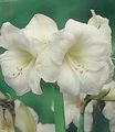 hvit Innendørs Blomster Amaryllis urteaktig plante, Hippeastrum Bilde, dyrking og beskrivelse, kjennetegn og voksende