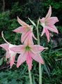 rózsaszín Beltéri Virágok Amarillisz lágyszárú növény, Hippeastrum fénykép, termesztés és leírás, jellemzők és növekvő