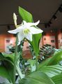 Foto Amazon Lily Herbáceas descripción, características y cultivación