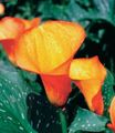Bilde Arum Lilje Urteaktig Plante beskrivelse, kjennetegn og voksende