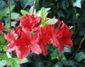 crvena Sobne cvijeće Azaleas, Pinxterbloom grmovi, Rhododendron Foto, uzgajanje i opis, karakteristike i uzgoj