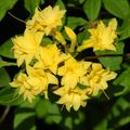 жовтий Кімнатні Квіти Азалія (Рододендрон) чагарник, Rhododendron Фото, вирощування і опис, характеристика і зростаючий