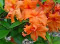 narancs Beltéri Virágok Azálea, Pinxterbloom cserje, Rhododendron fénykép, termesztés és leírás, jellemzők és növekvő