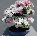 білий Кімнатні Квіти Азалія (Рододендрон) чагарник, Rhododendron Фото, вирощування і опис, характеристика і зростаючий