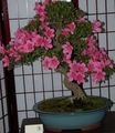 рожевий Кімнатні Квіти Азалія (Рододендрон) чагарник, Rhododendron Фото, вирощування і опис, характеристика і зростаючий
