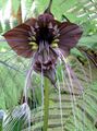 fénykép Bat Fej Liliom, Denevér Virág, Ördög Virág Lágyszárú Növény leírás, jellemzők és növekvő