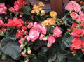 ვარდისფერი შიდა ყვავილები ბეგონია ბალახოვანი მცენარე, Begonia სურათი, გაშენების და აღწერა, მახასიათებლები და იზრდება