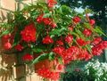წითელი შიდა ყვავილები ბეგონია ბალახოვანი მცენარე, Begonia სურათი, გაშენების და აღწერა, მახასიათებლები და იზრდება