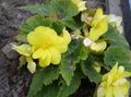 ყვითელი შიდა ყვავილები ბეგონია ბალახოვანი მცენარე, Begonia სურათი, გაშენების და აღწერა, მახასიათებლები და იზრდება