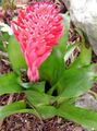 κόκκινος εσωτερική Λουλούδια Billbergia ποώδη φωτογραφία, καλλιέργεια και περιγραφή, χαρακτηριστικά και φυτοκομεία