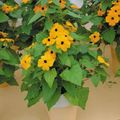 gul Innendørs Blomster Blåveis Susan liana, Thunbergia alata Bilde, dyrking og beskrivelse, kjennetegn og voksende