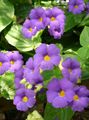 syrin Innendørs Blomster Blåveis Susan liana, Thunbergia alata Bilde, dyrking og beskrivelse, kjennetegn og voksende
