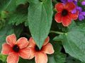 rød Innendørs Blomster Blåveis Susan liana, Thunbergia alata Bilde, dyrking og beskrivelse, kjennetegn og voksende