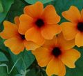 orange Innendørs Blomster Blåveis Susan liana, Thunbergia alata Bilde, dyrking og beskrivelse, kjennetegn og voksende