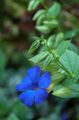 блакитний Кімнатні Квіти Тунбергия ліана, Thunbergia alata Фото, вирощування і опис, характеристика і зростаючий