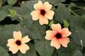 rosa Innendørs Blomster Blåveis Susan liana, Thunbergia alata Bilde, dyrking og beskrivelse, kjennetegn og voksende