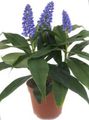 fénykép Kék Gyömbér Lágyszárú Növény leírás, jellemzők és növekvő